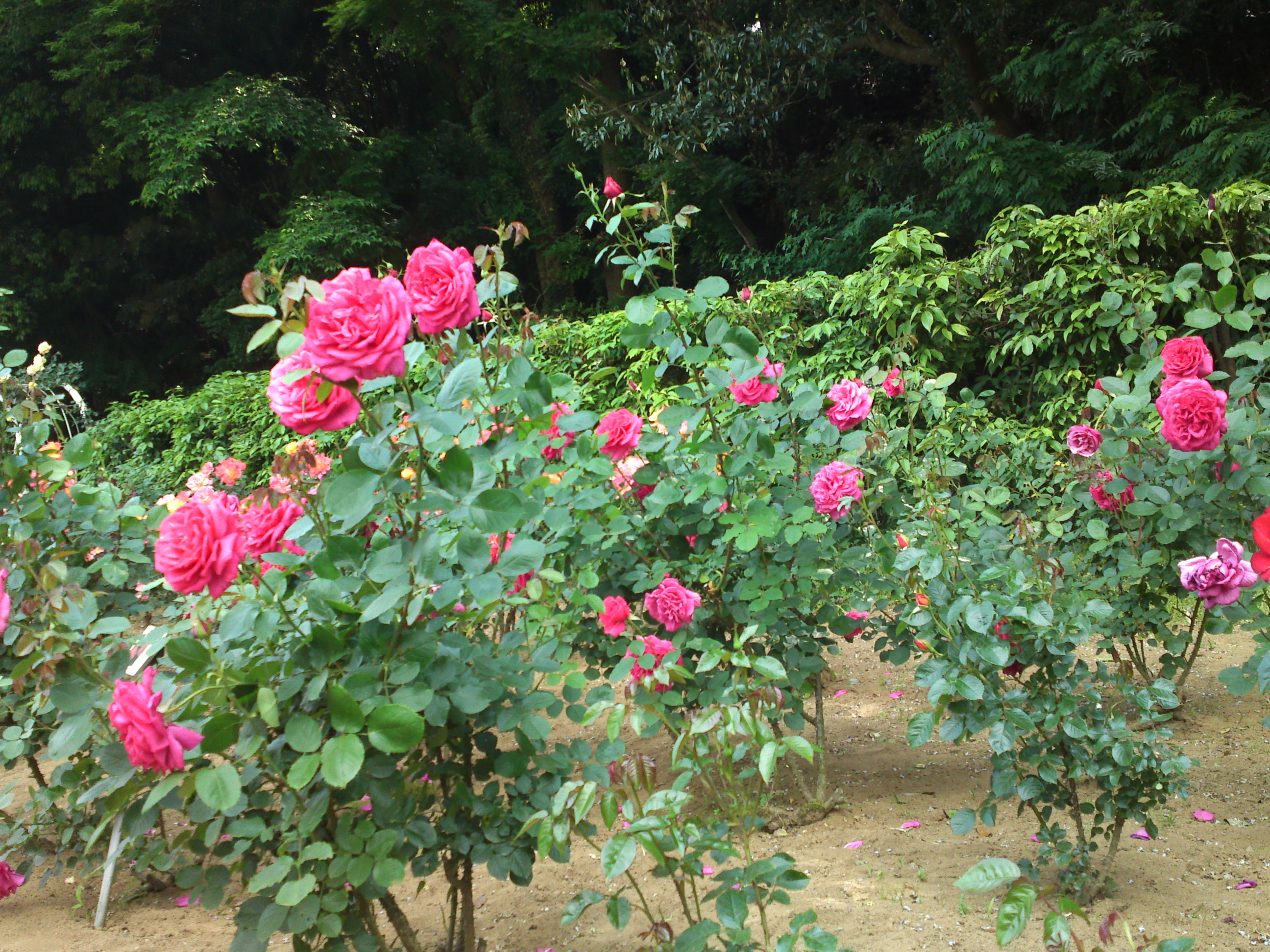 2019年大町自然観察園に咲くバラの花１５