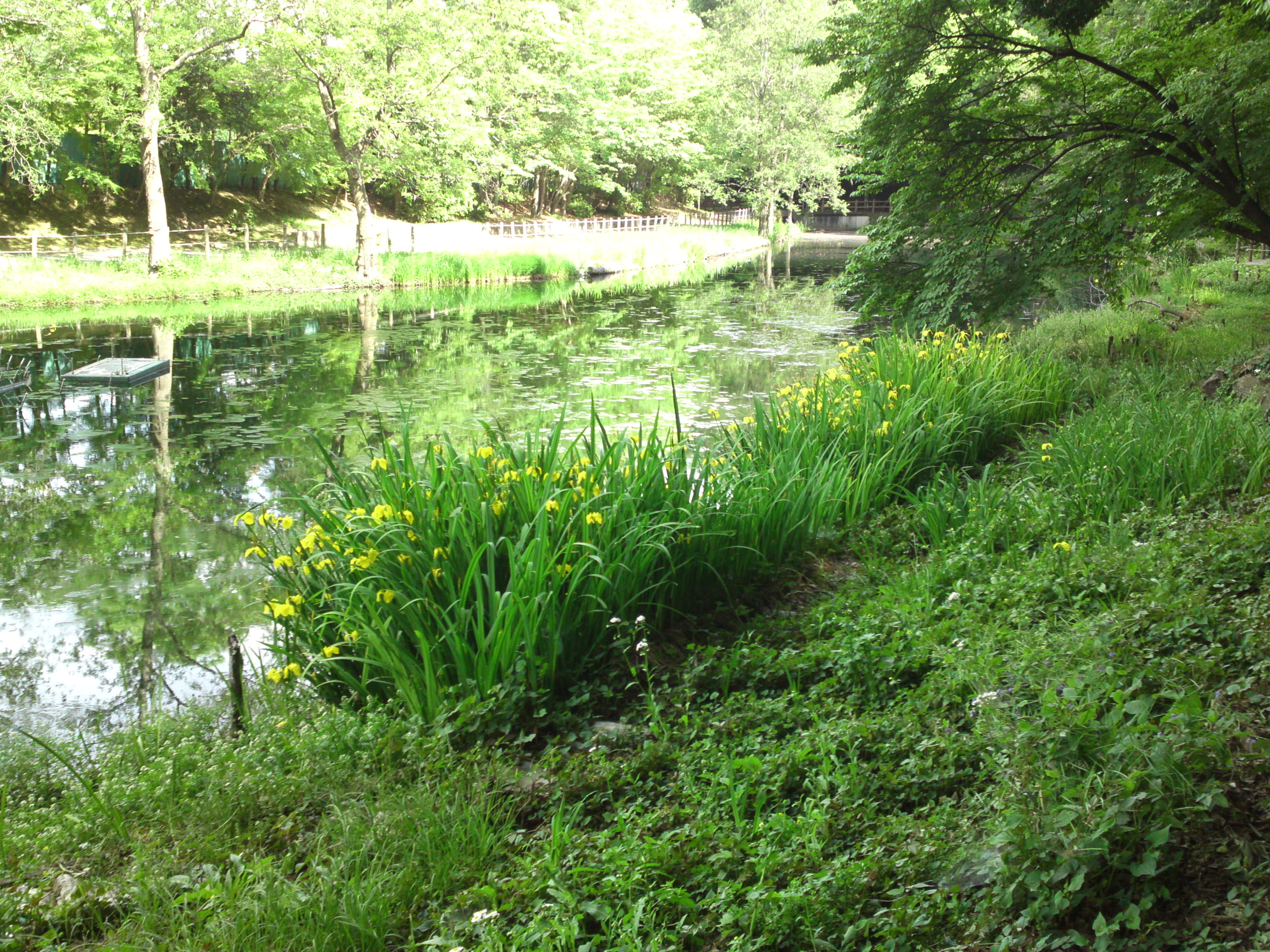 2019年大町自然観察園に咲く黃菖蒲４８