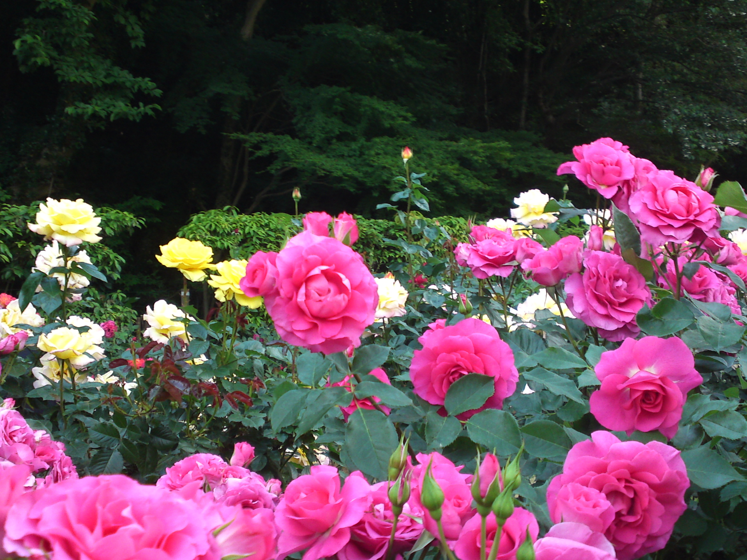 2019年大町自然観察園に咲くバラの花１６