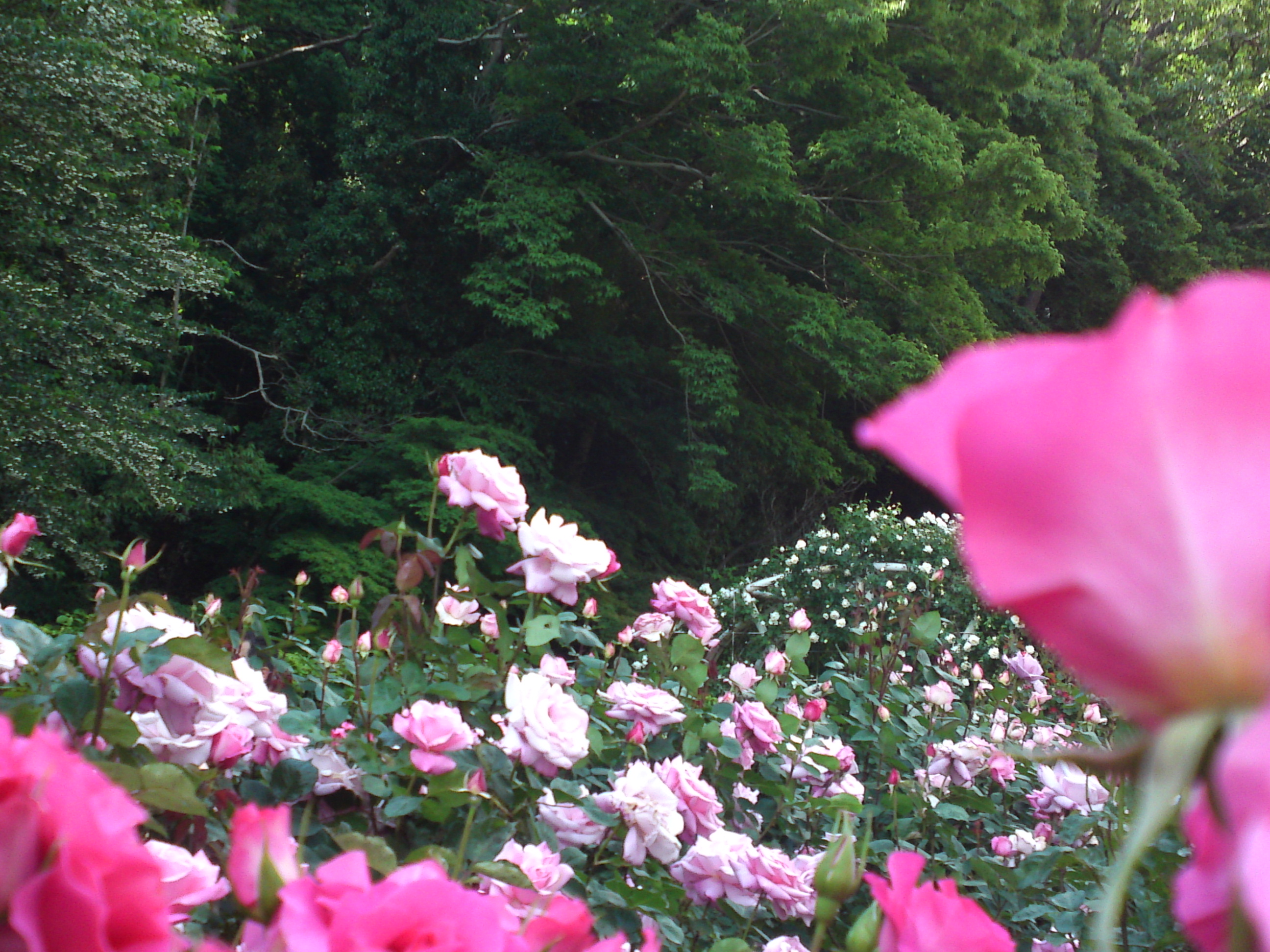 2019年大町自然観察園に咲くバラの花１７