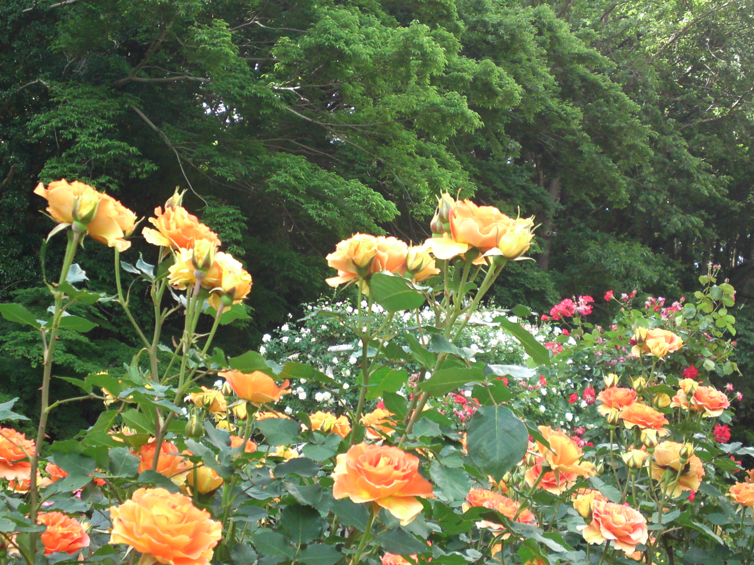 2019年大町自然観察園に咲くバラの花１０