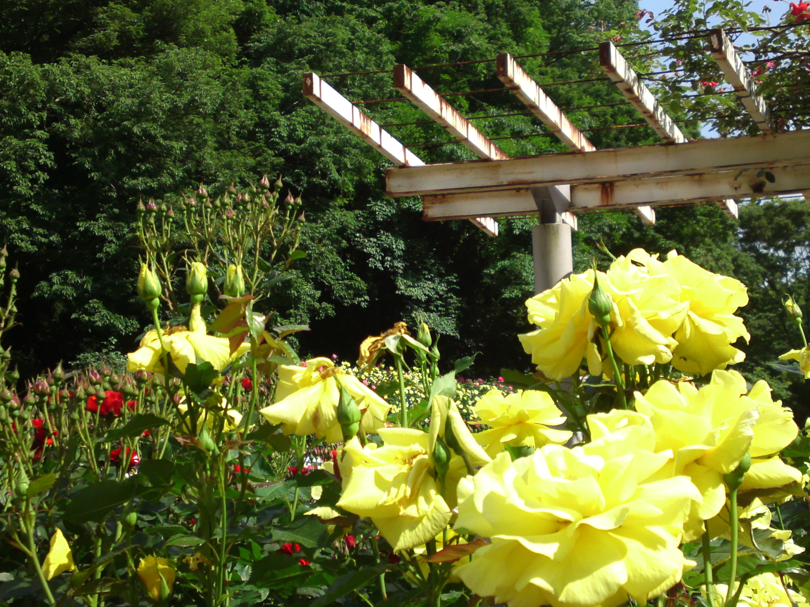 2019年大町自然観察園に咲くバラの花２２