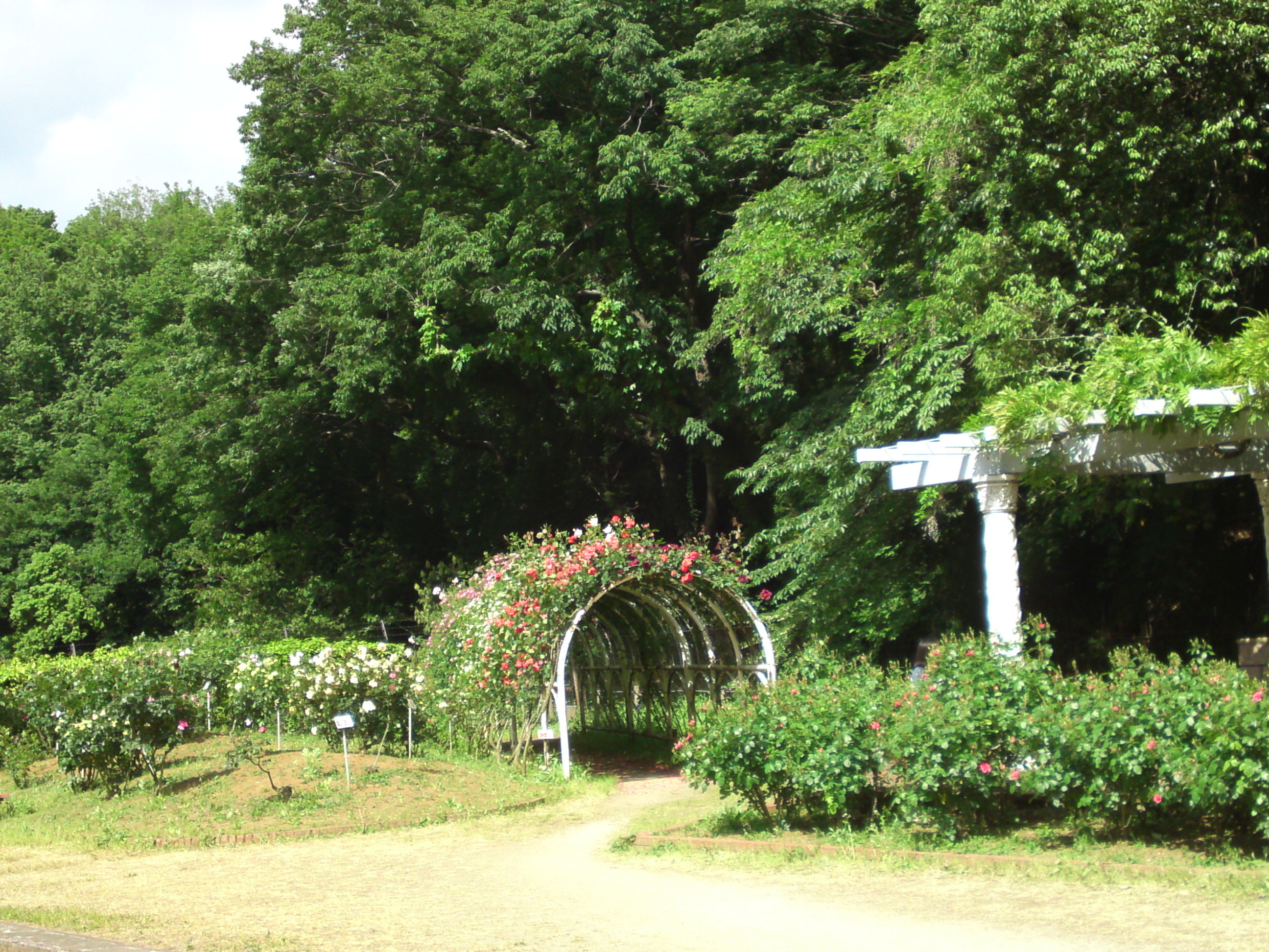 2019年大町自然観察園に咲くバラの花２３