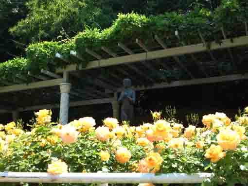 orange roses in the rose garden