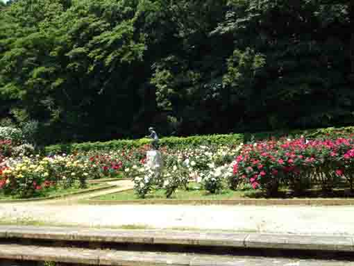 a view in the rose garden