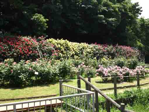 the south arch of the rose garden