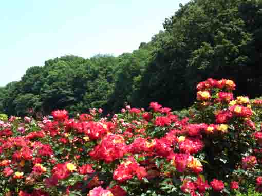 red roses and a mountain