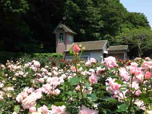 大町自然観察園のバラ園