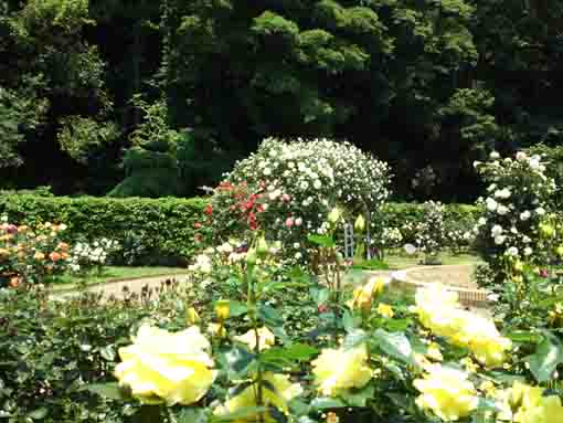 yellow and white roses