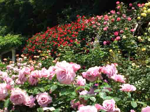 pink and red roses near the arch