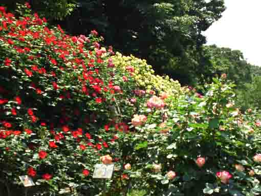 many colorful roses