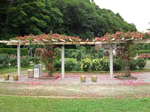 red roses scattered on the ground