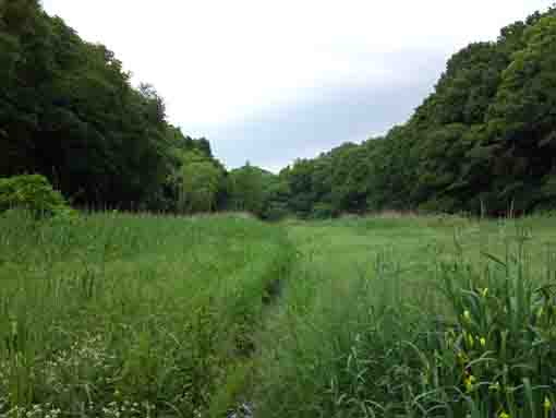 a promnade in Nature Observation Garden