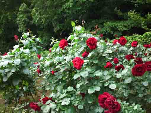 red roses in the rose garden