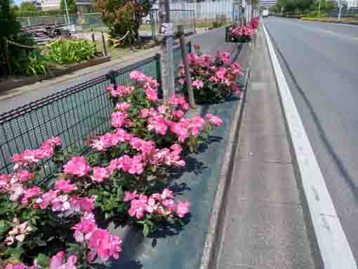 令和３年大野の通り沿いに咲くバラの花