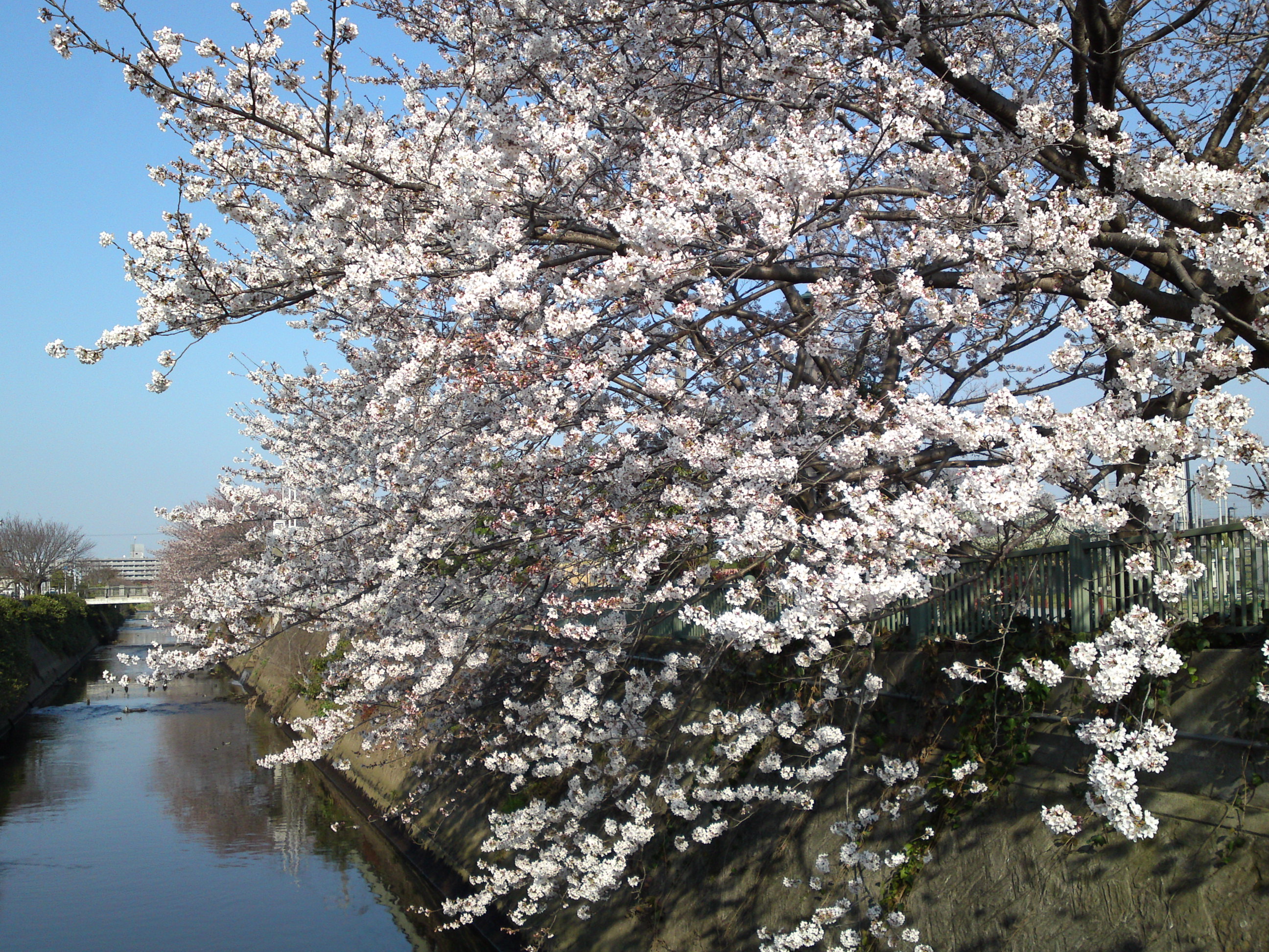 2018年大柏川沿いに咲く桜の花１４