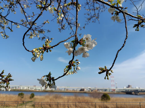 令和８年小松川千本桜公園開花した大島桜