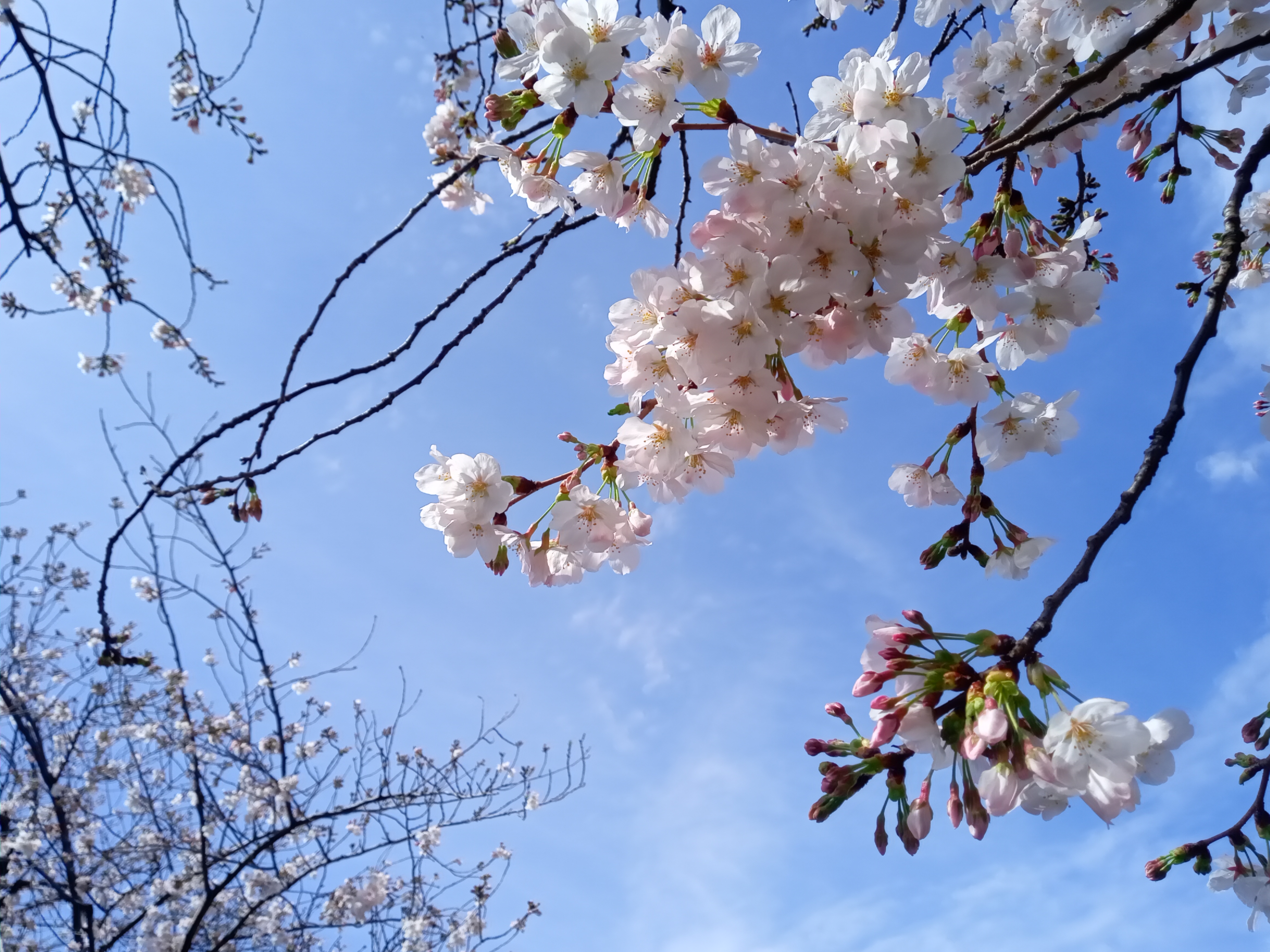 令和５年新川に咲く満開のオオシマザクラ１