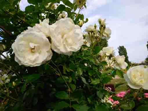 大洲防災公園に咲くバラの花1