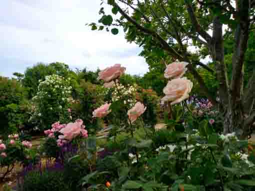 大洲防災公園に咲くバラの花2