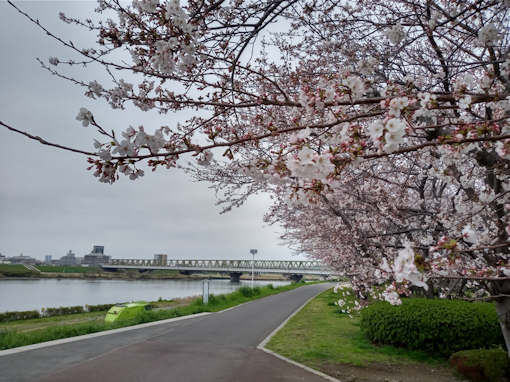 令和６年ほぼ満開大堤公園のソメイヨシノ