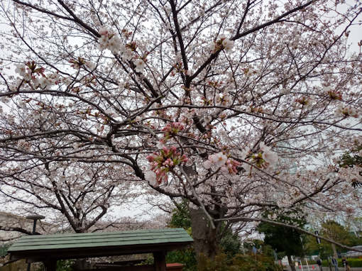 令和６年五分咲き程のおりひめ神社ソメイヨシノ