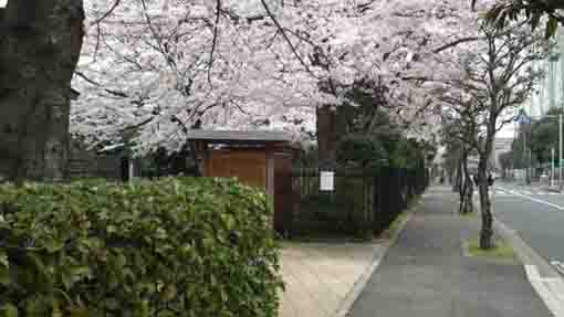 Cherry blossoms at the gate of the shrine