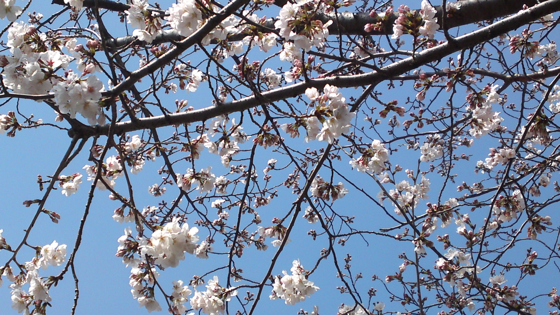 2013年コルトンプラザに咲く桜３