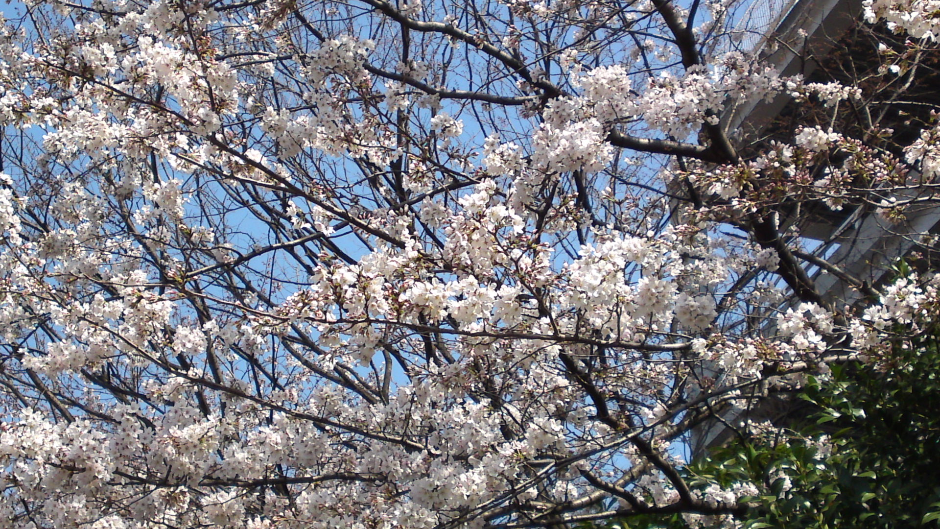 2013年コルトンプラザに咲く桜４