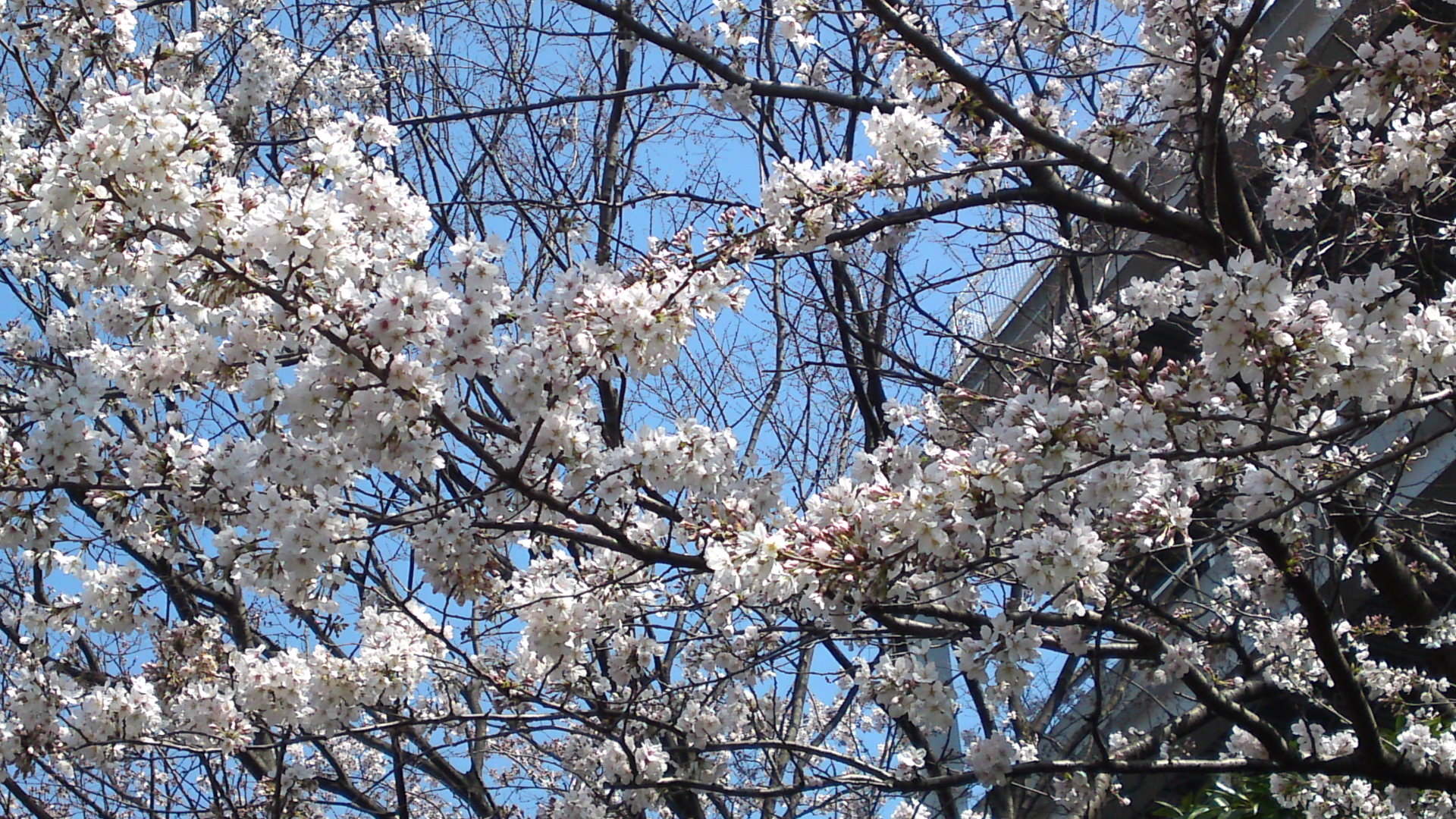 2013年コルトンプラザに咲く桜５