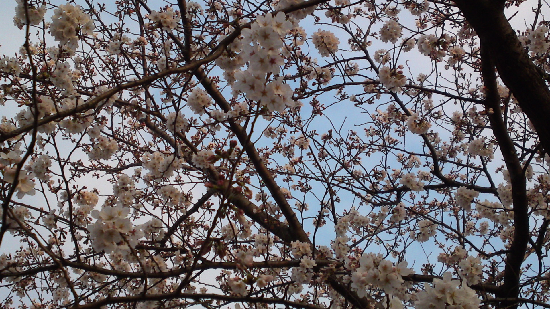 2013年コルトンプラザに咲く桜６