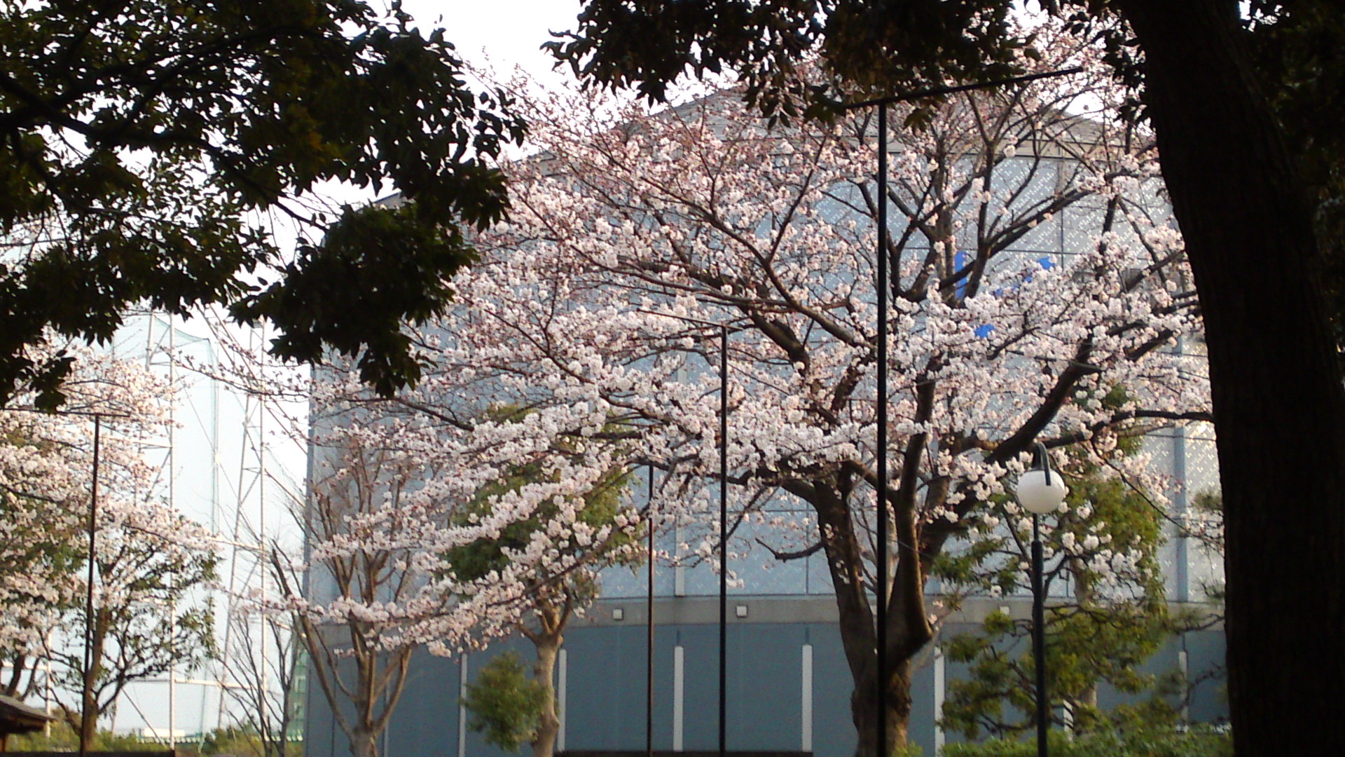 2013年おりひめ神社に咲く桜１