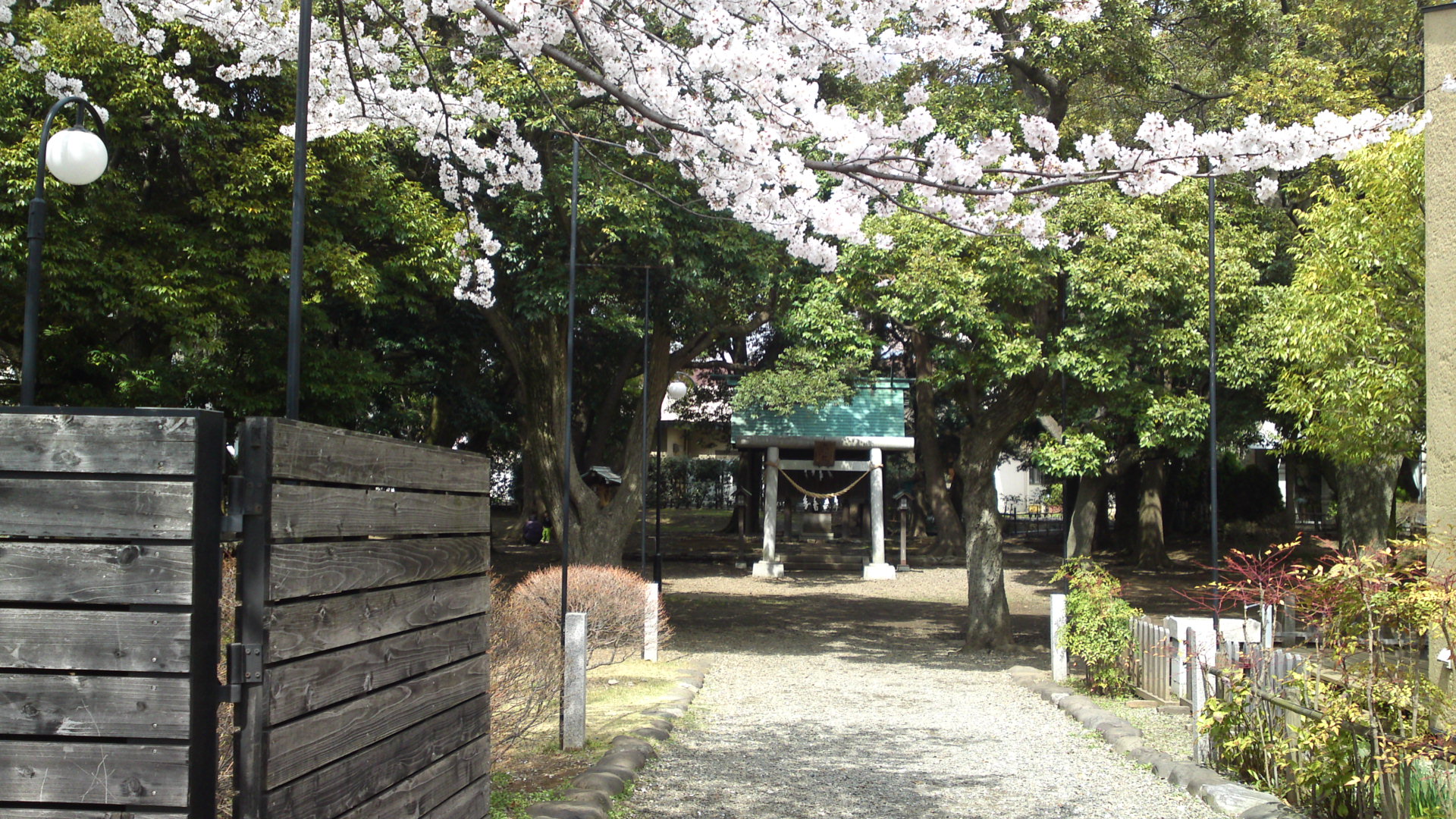 2013年おりひめ神社に咲く桜２