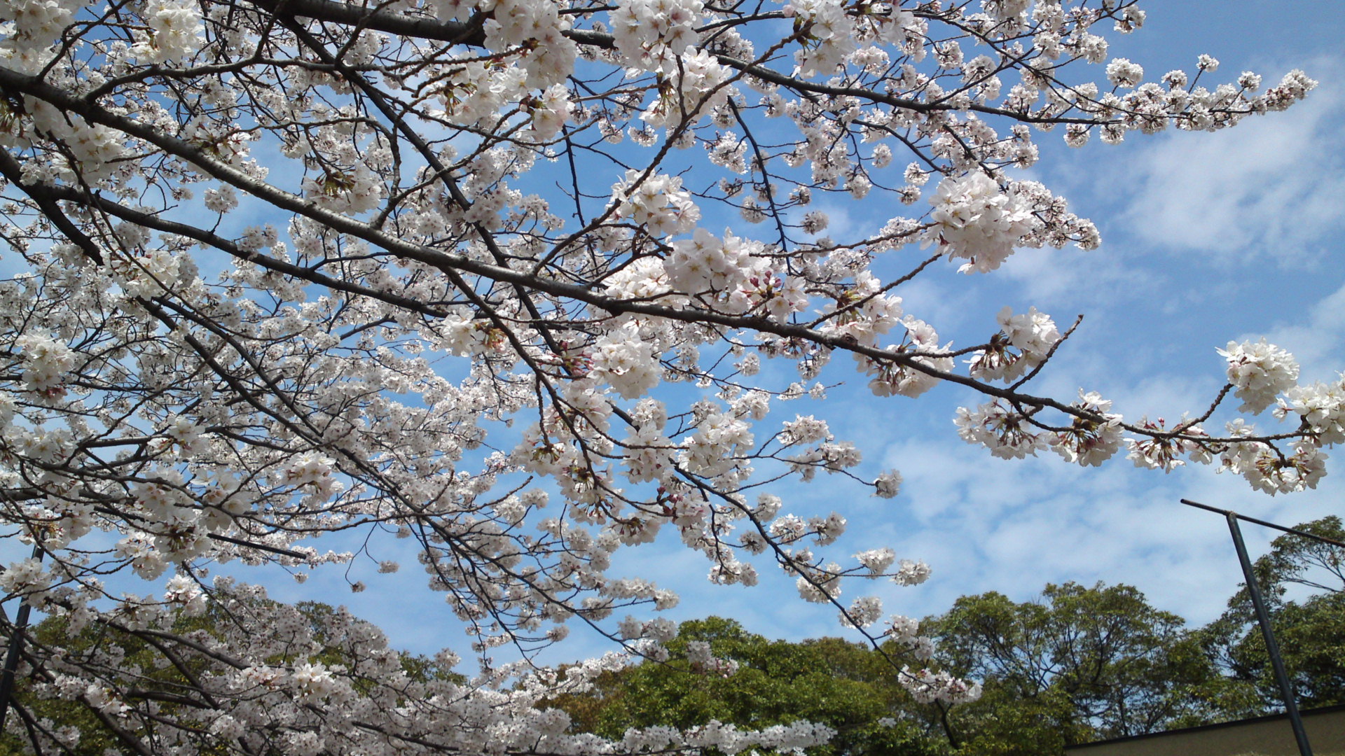 2013年おりひめ神社に咲く桜３