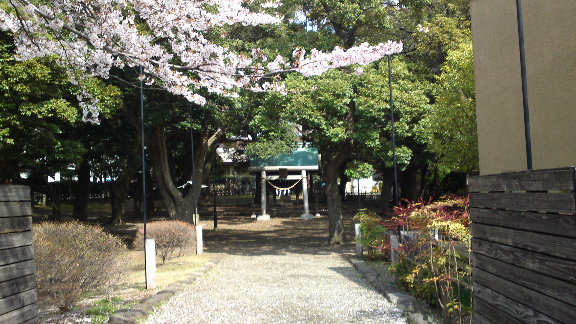 2013年おりひめ神社に咲く桜４