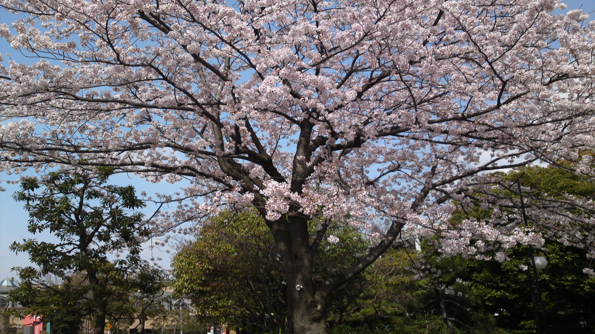 2013年おりひめ神社に咲く桜５