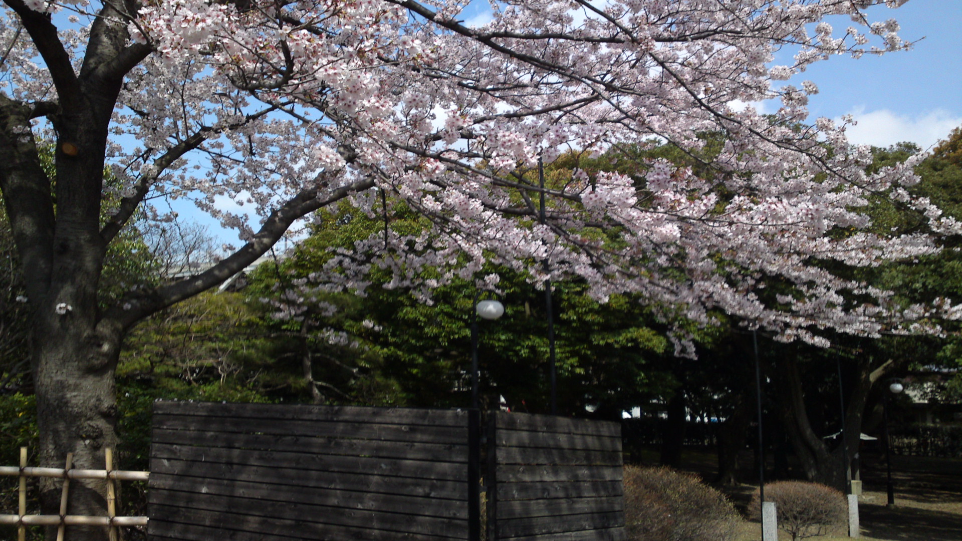 2013年おりひめ神社に咲く桜６
