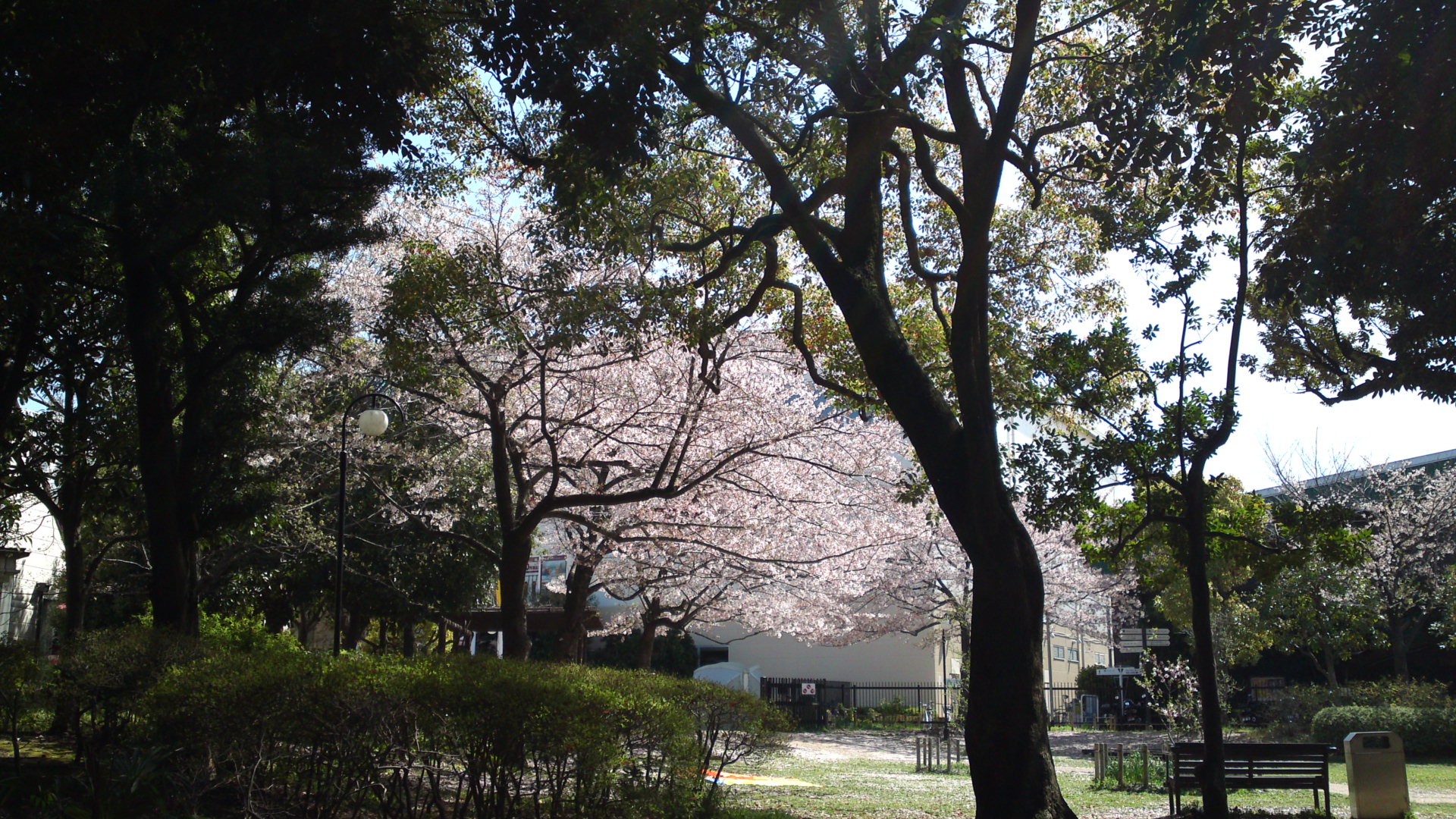 2013年おりひめ神社に咲く桜９