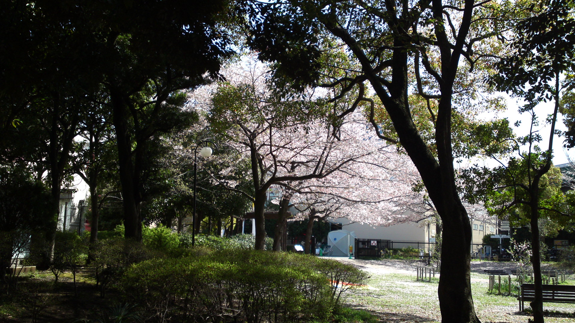 2013年おりひめ神社に咲く桜１０