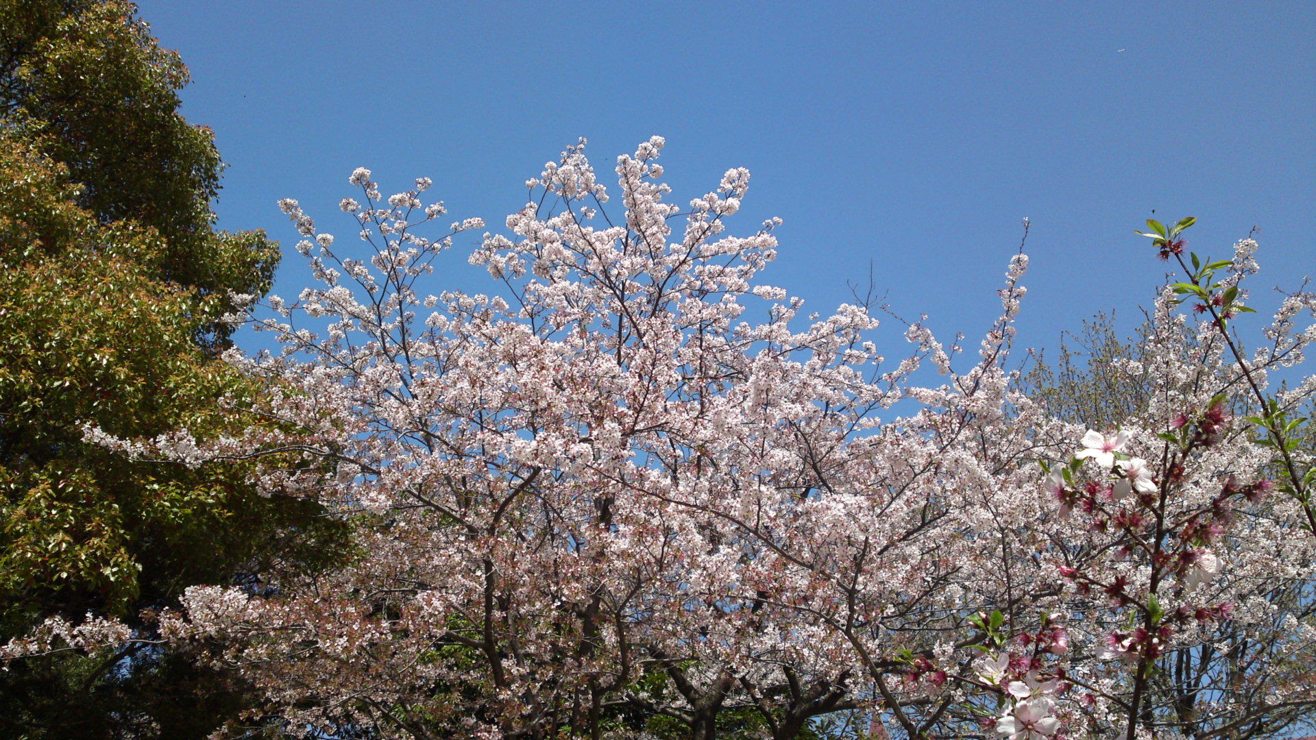 2013年おりひめ神社に咲く桜１１