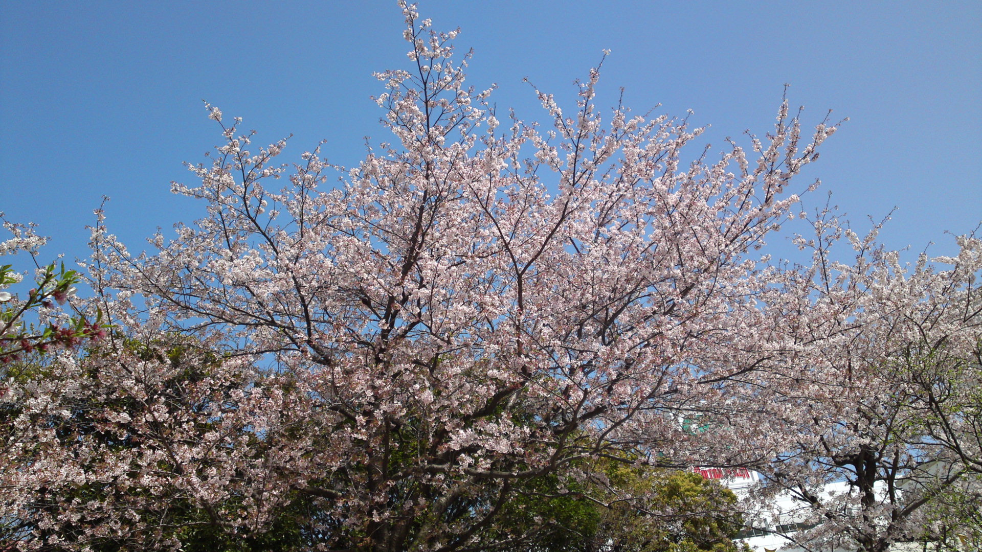 2013年おりひめ神社に咲く桜１２