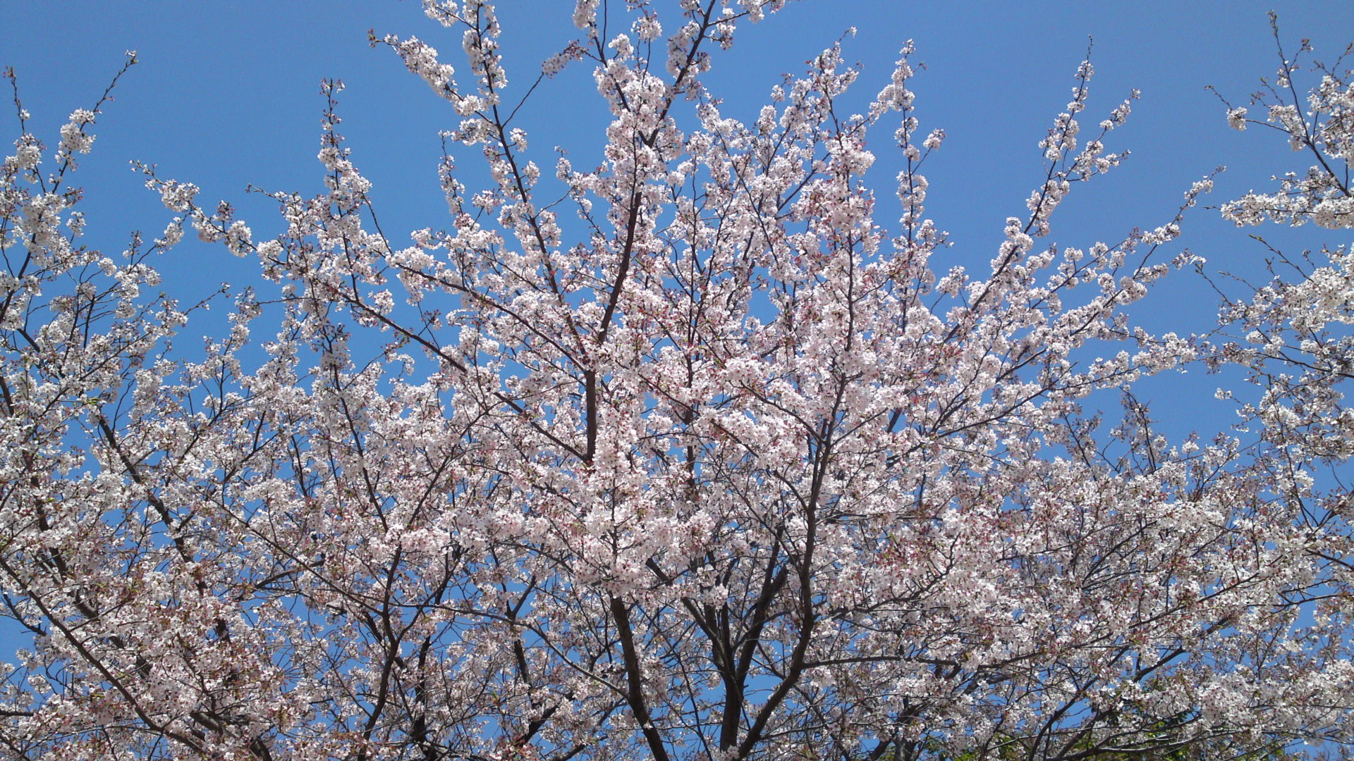 2013年おりひめ神社に咲く桜１３