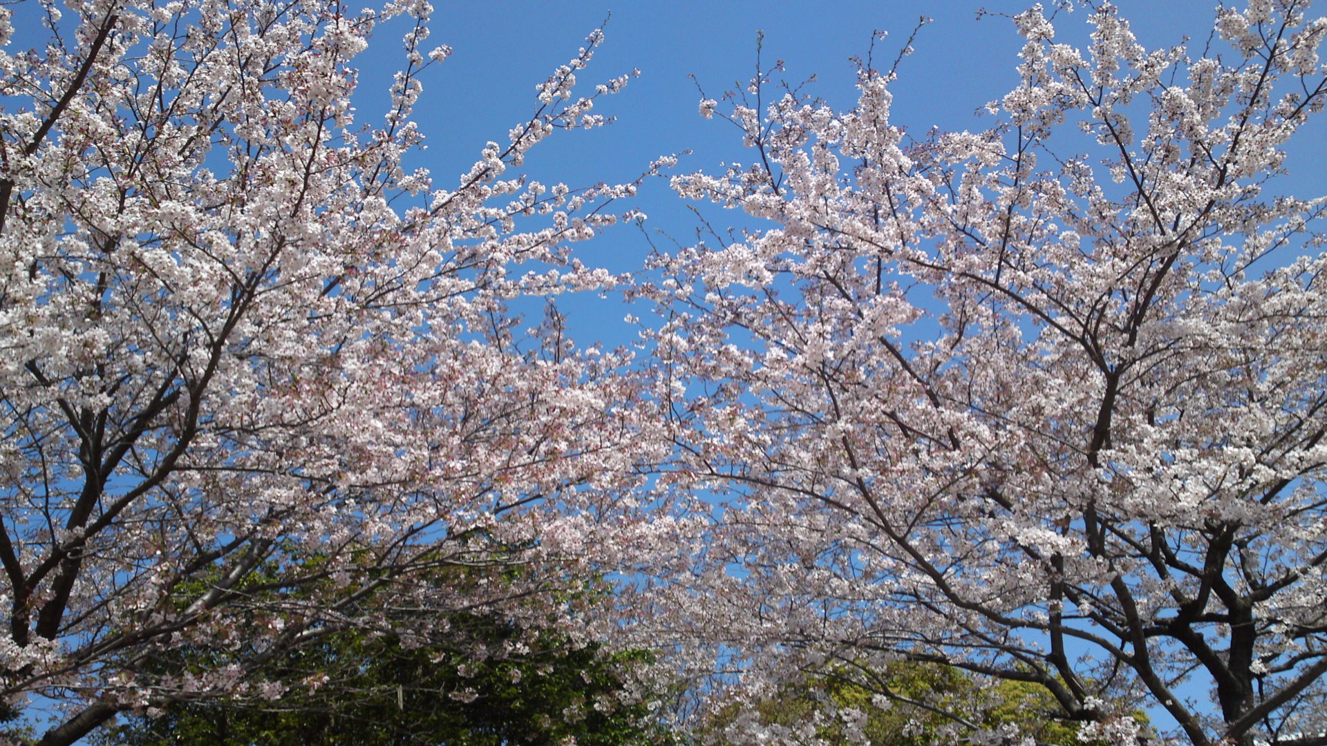 2013年おりひめ神社に咲く桜１４