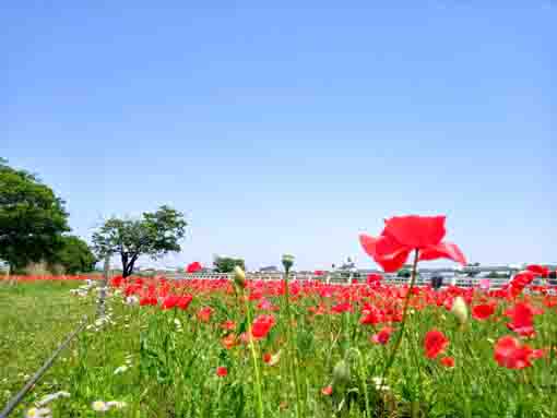 令和５年ポニーランド篠崎に咲くポピーの花１