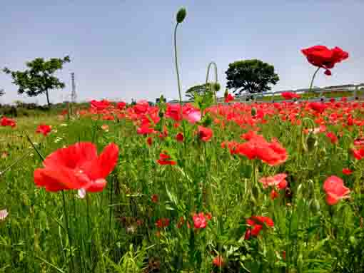 令和５年ポニーランド篠崎に咲くポピーの花２