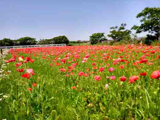 令和５年ポニーランド篠崎に咲くポピーの花３