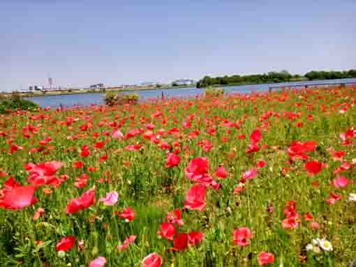 令和５年ポニーランド篠崎に咲くポピーの花４