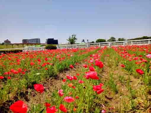 令和５年ポニーランド篠崎に咲くポピーの花５