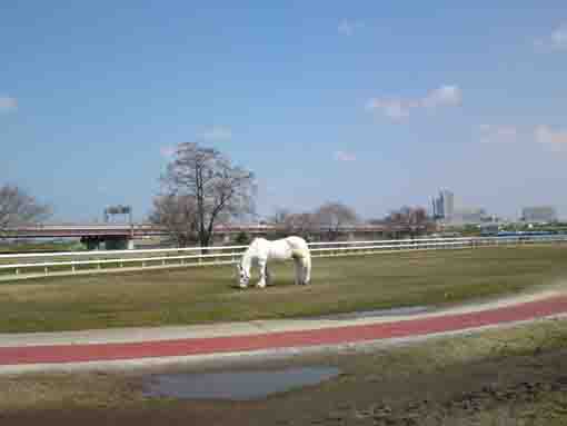 a horse at the flood plain along Edogawa