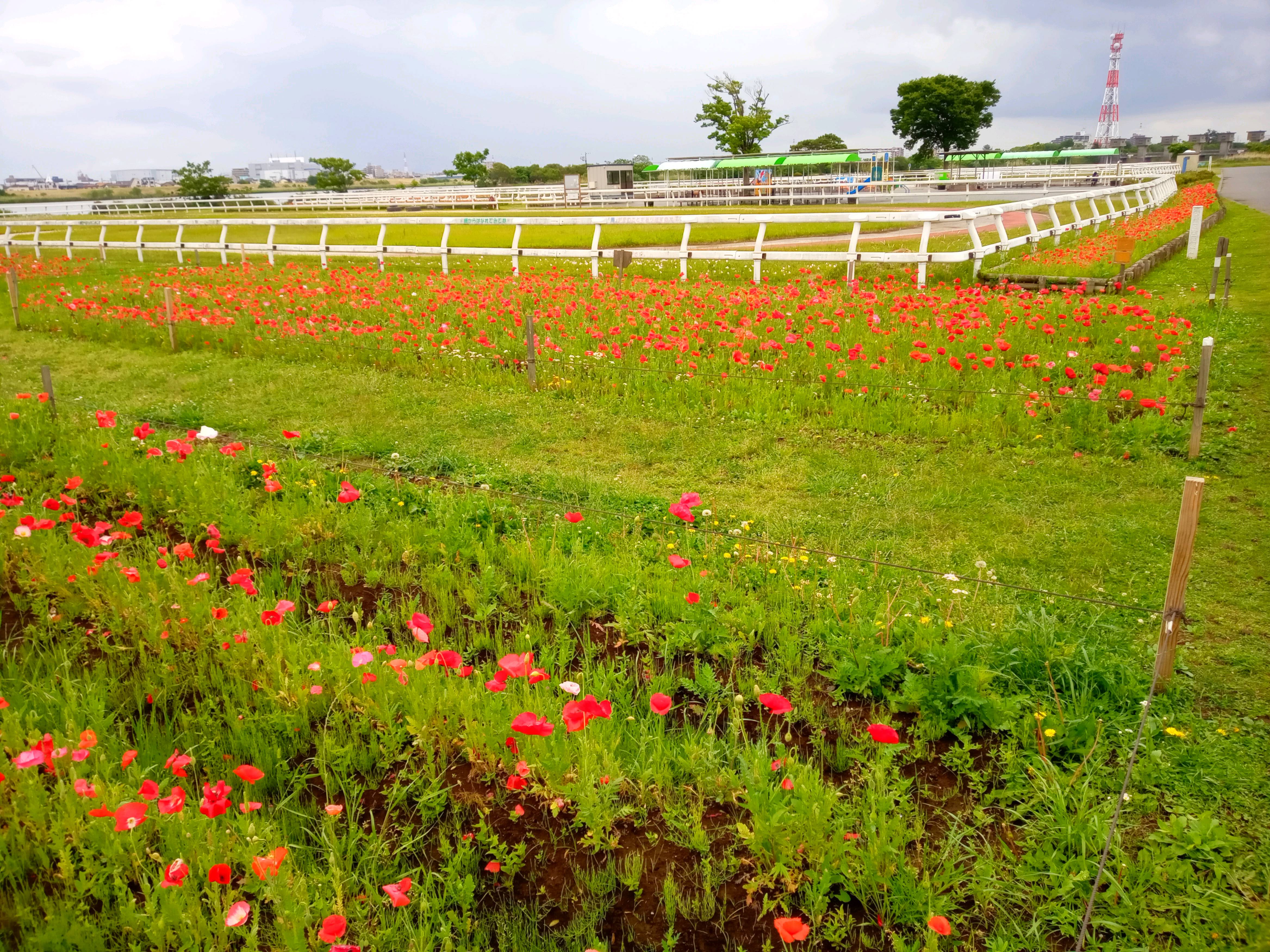 令和５年篠崎ポニーランドに咲くポピーの花１